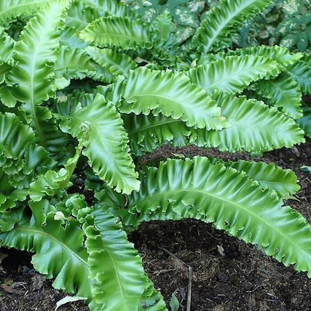 Asplenium Scolopendrium - Photo by Krzysztof Ziarnek, Kenraiz (CC BY-SA 4.0)