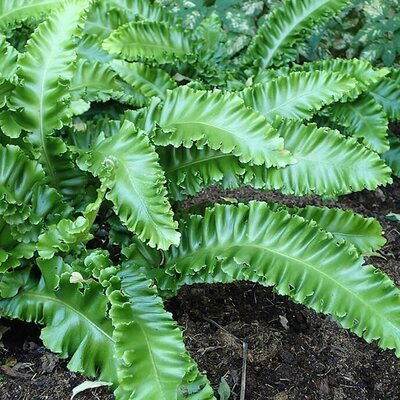 Asplenium Scolopendrium - Photo by Krzysztof Ziarnek, Kenraiz (CC BY-SA 4.0)
