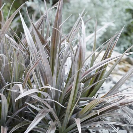 Astelia 'Red Shadow' - Image courtesy of myperfectgarden.eu