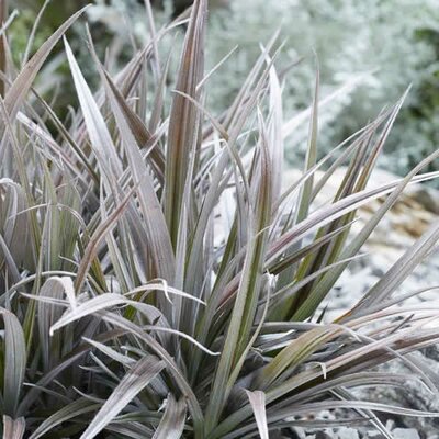 Astelia 'Red Shadow' - Image courtesy of myperfectgarden.eu