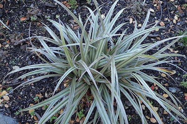 Astelia Silver Shadow   - Photo by 	Krzysztof Ziarnek, Kenraiz (CC BY-SA 4.0)