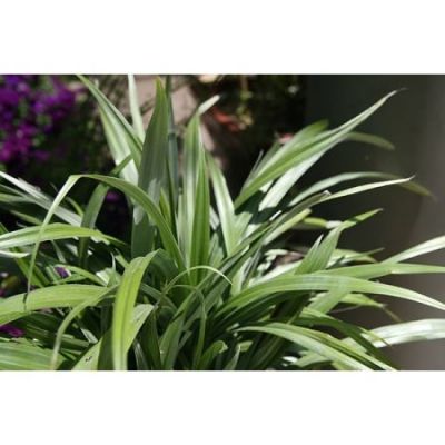 Astelia 'Silver Spear' (4L pot)