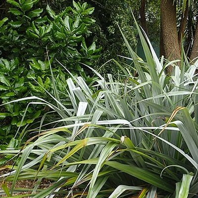 Astelia 'Silver Spear' (3.5L pot)