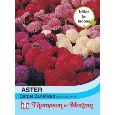 Aster 'Carpet Ball' Mixed - Image courtesy of T&M