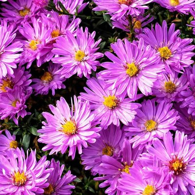 Aster dumosus 'Jenny' - Image by Manfred Antranias Zimmer from Pixabay  