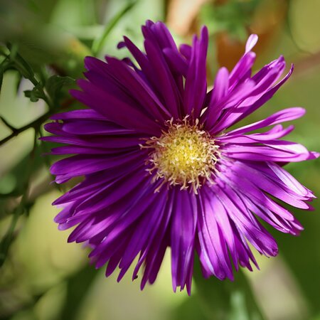 Aster Island 'Samoa' - Image by Annette Meyer from Pixabay 