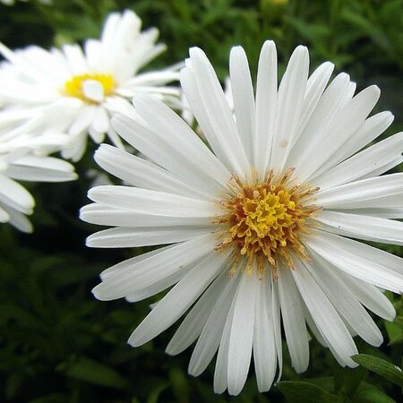 Aster 'Schneekissen' - Image by Nowaja from Pixabay