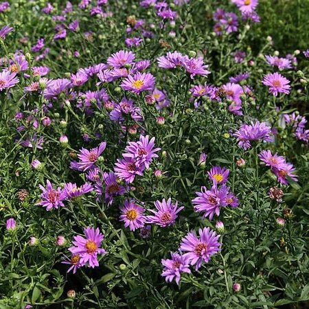 Aster 'Wood's Purple' - Photo by David J. Stang (CC BY-SA 4.0)
