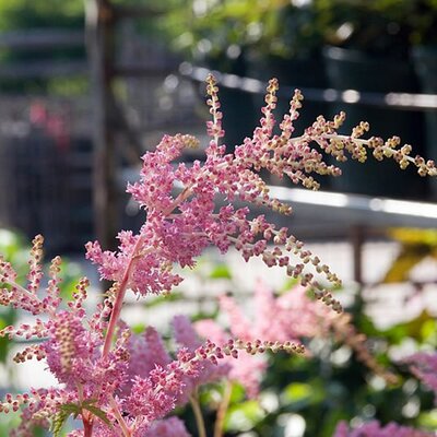 Astilbe “Bressingham Beauty” - Photo by David J. Stang (CC BY-SA 4.0)