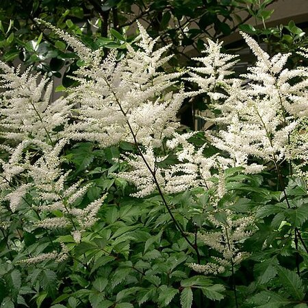 Astilbe 'Bridal Veil' - Photo by KENPEI (CC BY-SA 3.0)