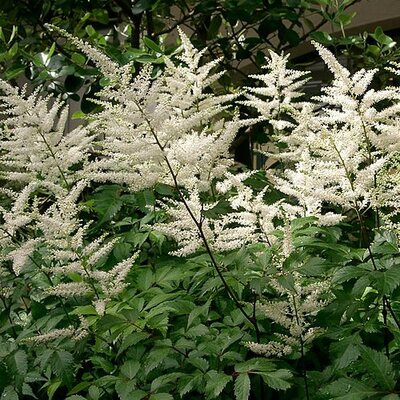 Astilbe 'Bridal Veil' - Photo by KENPEI (CC BY-SA 3.0)
