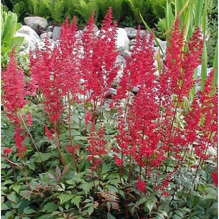 Astilbe 'Fanal' - Photo by Sten Porse(CC BY-SA 3.0)