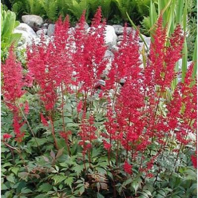 Astilbe 'Fanal' - Photo by Sten Porse(CC BY-SA 3.0)