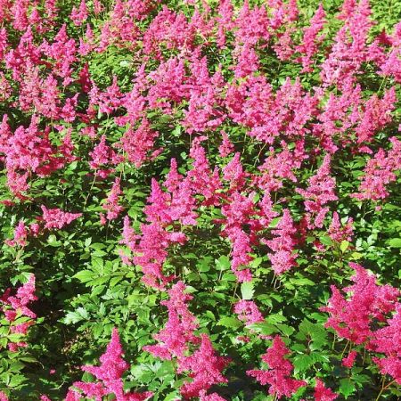 Astilbe Fanal - Image by Mabel Amber from Pixabay 