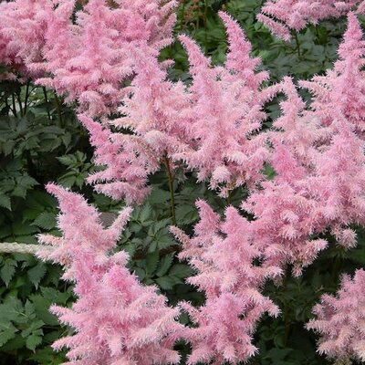 Astilbe 'Fireworks Pink' - Image courtesy of Picryl