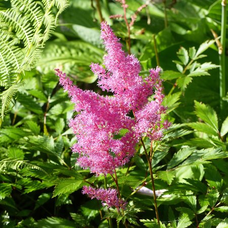 Astilbe 'Henry Noblett' - Image by Lena Svensson from Pixabay 