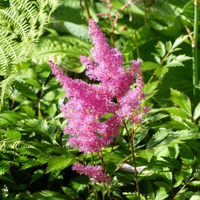 Astilbe 'Henry Noblett' - Image by Lena Svensson from Pixabay 
