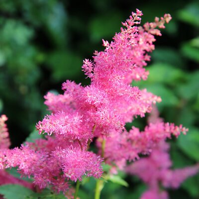 Astilbe 'Maggie Daley' - Image by Etienne GONTIER from Pixabay 