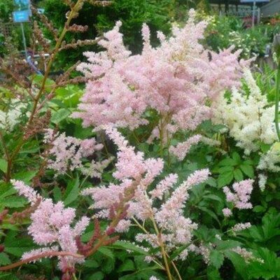 Astilbe Peach Blossom - Photo taken at Ardcarne Garden Centre, Boyle, 27/06/2025