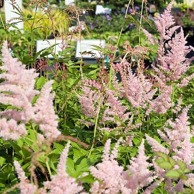 Astilbe Peach Blossom - Photo by David J. Stang (CC BY-SA 4.0)