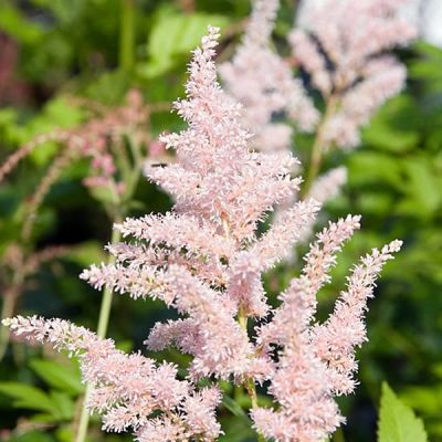 Astilbe 'Peach Blossom' (2L pot)