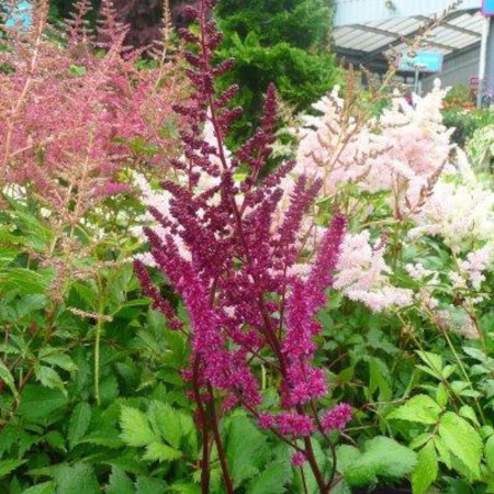 Astilbe 'Visions'  - Photo taken at Ardcarne Garden Centre, Boyle on 27/06/25