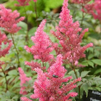 Astilbe 'Younique Pink' - Photo by  Mike Peel (CC BY-SA 4.0)