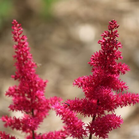 Astilbe 'Younique Ruby Red' - Image by Sonia Fiset from Pixabay 