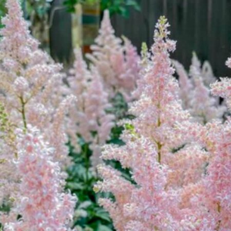 Astilbe 'Younique Silvery Pink' - Public domain image
