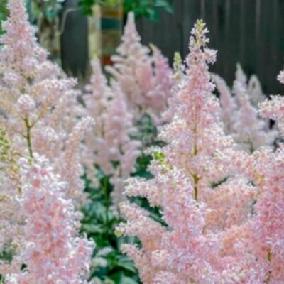 Astilbe 'Younique Silvery Pink' - Public domain image