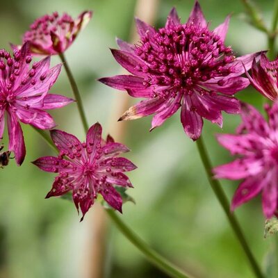 Astrantia 'Cerise Button' - Image by Annette Meyer from Pixabay