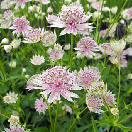 Astrantia “Florence” - Image by tlcdesignstudio from Pixabay 