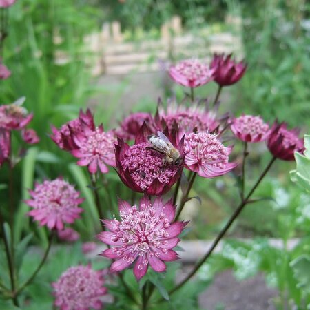 Astrantia 'Rubra' - Image by susanne irming from Pixabay 