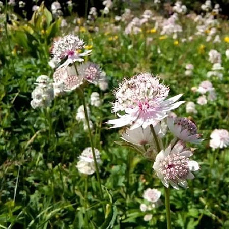 Astrantia major 'Shaggy' - Image courtesy of EasyScape (CC BY-SA 4.0)