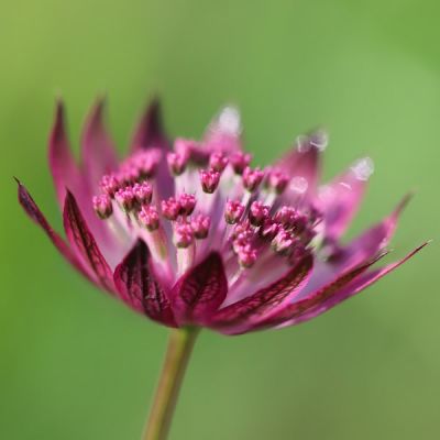 Astrantia major “Venice” - Image by Annette Meyer from Pixabay
