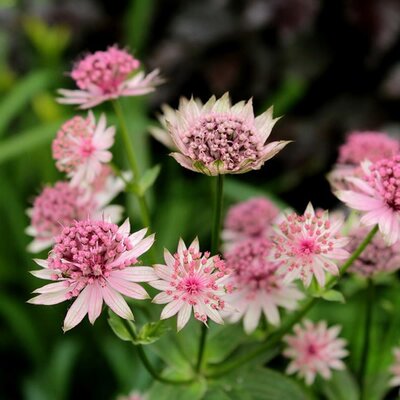 Astrantia Roma® - Image by Sonja Kalee from Pixabay 