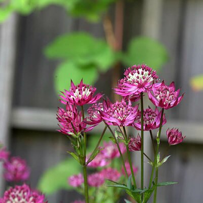 Astrantia 'Ruby Wedding' (2L pot)