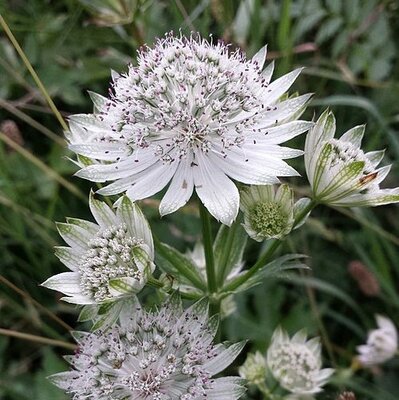 Astrantia 'Shaggy' - Photo by Stefan.lefnaer (CC BY-SA 3.0)