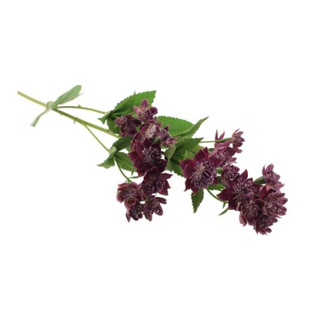 Astrantia Spray