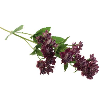 Astrantia Spray