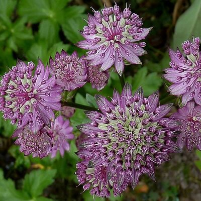 Astrantia Star of Beauty  - Photo by Jamain (GFDL)