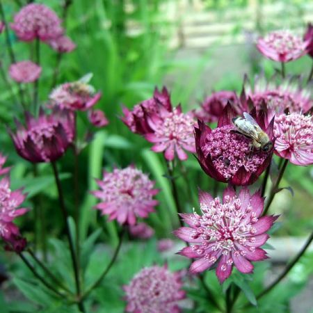 Astrantia “Star of Love” - Image by susanne irming from Pixabay 