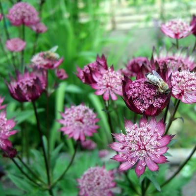 Astrantia “Star of Love” - Image by susanne irming from Pixabay 