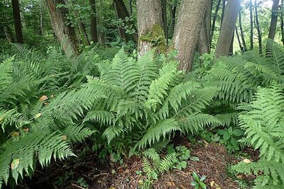 Athyrium Filix Femina - Photo by Krzysztof Ziarnek, Kenraiz (CC BY-SA 4.0)