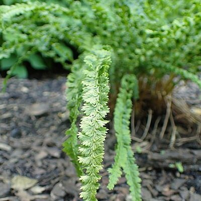 Athyrium frizelliae - Photo by Krzysztof Ziarnek, Kenraiz (CC BY-SA 4.0)