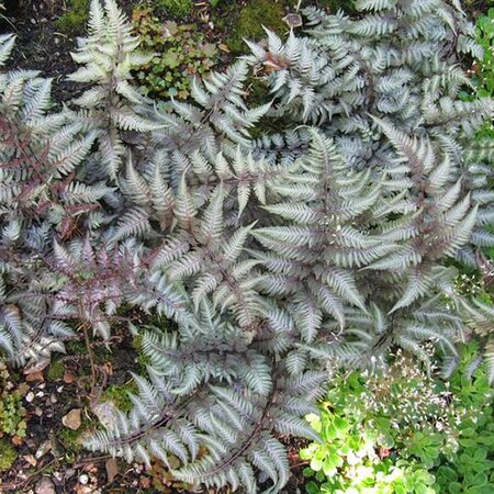 Athyrium niponicum pictum - Photo by Leonora (Ellie) Enking (CC BY-SA 2.0)