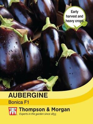 Aubergine 'Bonica' (13) - image 1