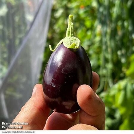 Aubergine Solanum Baby Black Jack - Image courtesy of Thompson & Morgan