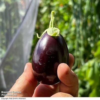 Aubergine Solanum Baby Black Jack - Image courtesy of Thompson & Morgan