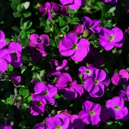 Aubretia "Audrey Purple Red" - Image by Hans Braxmeier from Pixabay